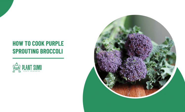 How to Cook Purple Sprouting Broccoli